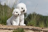 BICHON FRISE 379